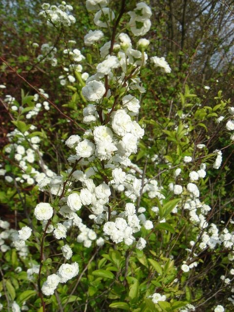 Spiraea prunifolia P7 P27 P28